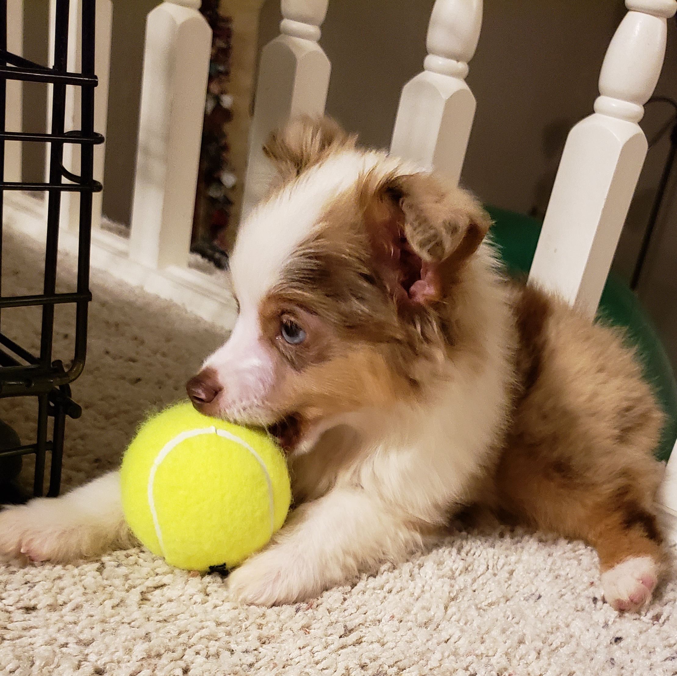 Chester with a tennis ball.