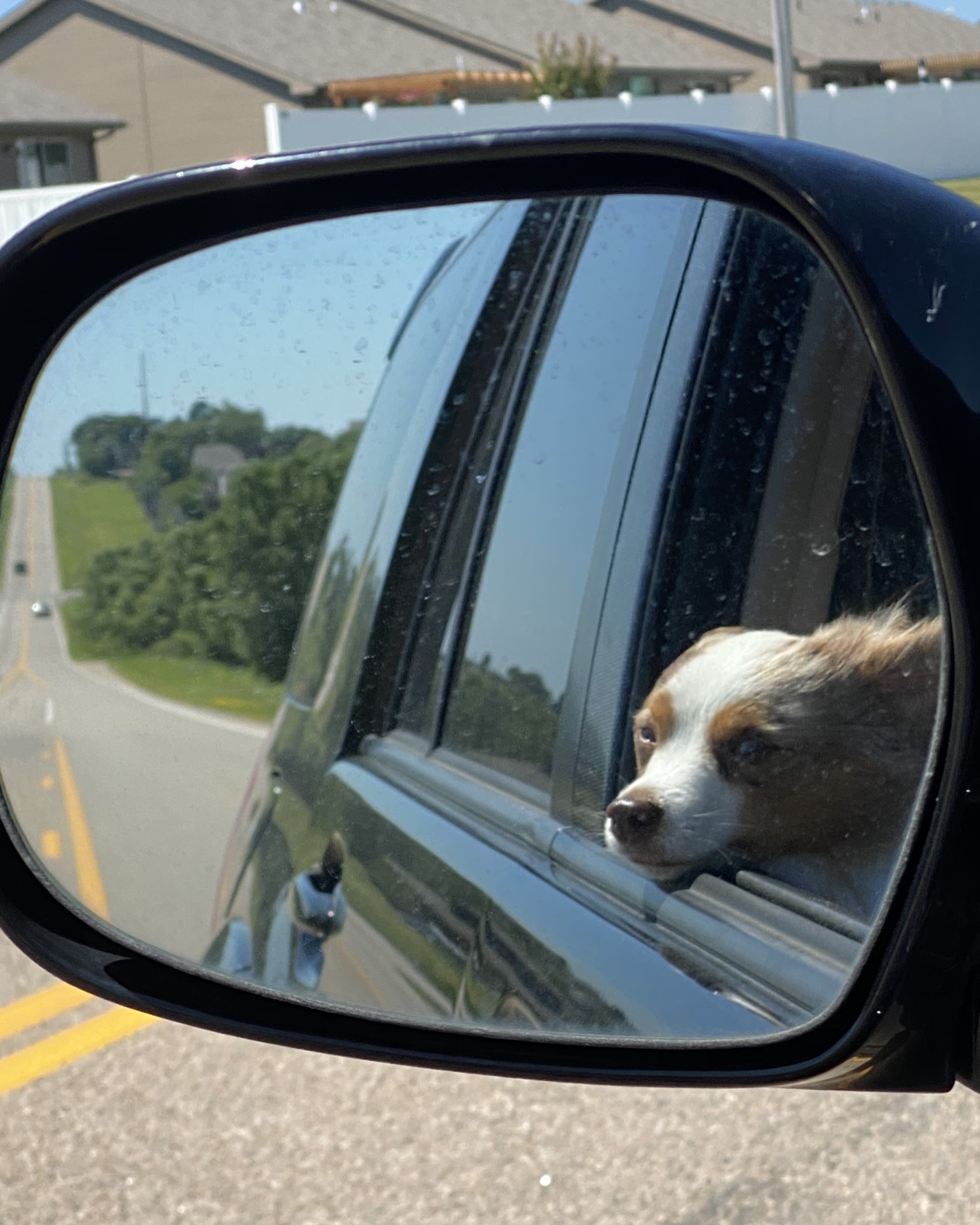 Chester as seen in a rearview mirror during a car ride.