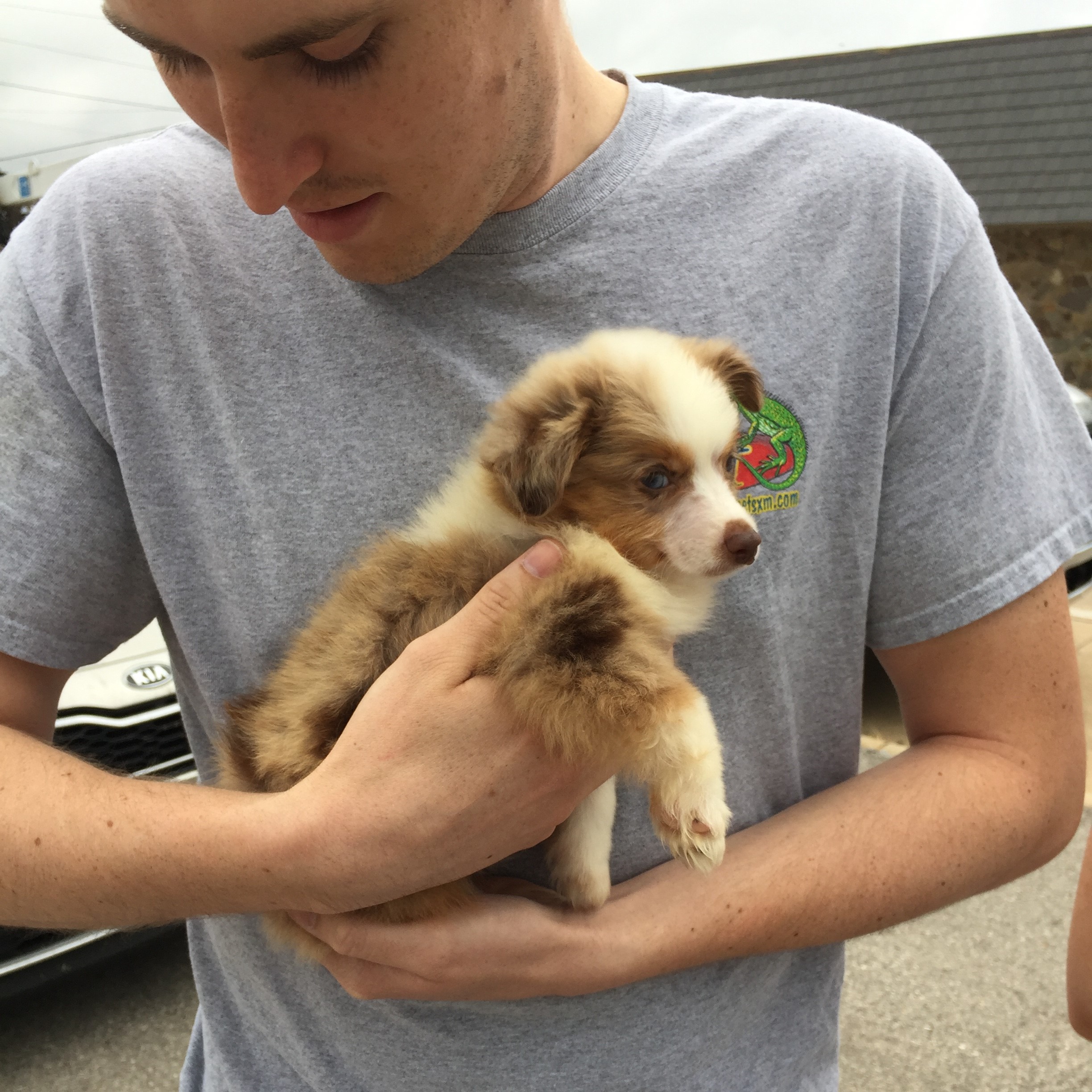 Chester, approximately 8 weeks old.