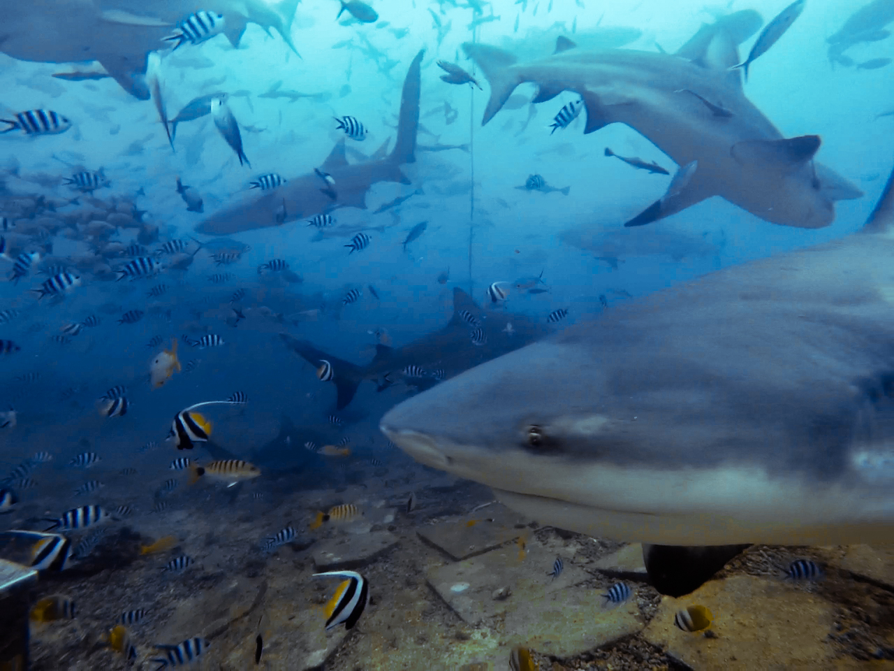 Underwater photo of Bull sharks on the Beqa Lagoon shark dive.